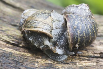 Cornu aspersum, copula (Cornu aspersum)