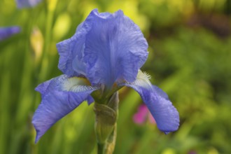 Iris hybrid IRIS SCHWERTLILIE (iris)