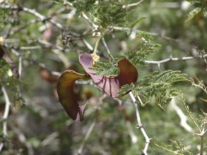 Rose thorn acacia (Acacia ataxacantha)
