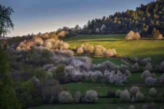 Cherry groves near the village of Brdarka in spring at sunrise in Slovakia