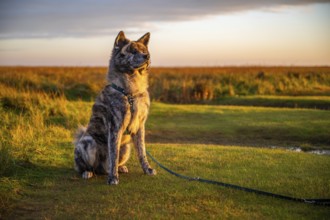 Akita inu dog with gray fur sitting on the salt marsh during sunset, st. peter ording, north sea,