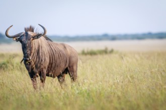 Starring Blue wildebeest in the high grass in the Central Khalahari, Botswana, Africa
