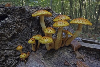 Golden scaly flake (Pholiota aurivella)