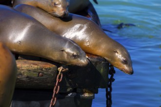 San Francisco Pier 39 lighthouse and seals at California USA