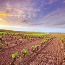 La Rioja vineyard fields by The Way of Saint James in Logrono