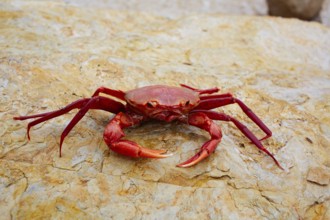 Geryon longipes is a Mediterranean crab red color