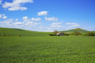 Cereal fields by The Way of Saint James in Castilla near Burgos
