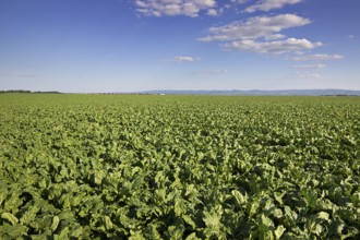 Sugar beet field. Green sugar beets in the ground