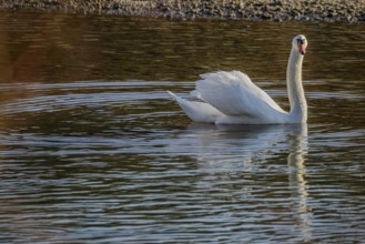 A majestic swan glides over a lake, renaturalised Isar, Landau an der Isar