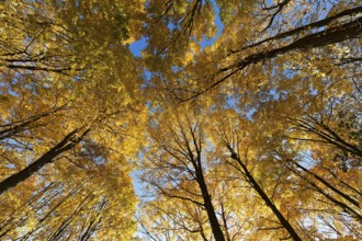 Nature, autumnal forest, view from below into the tree tops, Province of Quebec, Canada, North
