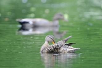 Gadwall ducks, Upper Lusatia, Saxony, Germany, Anas strepera, Gadwall, Germany, Europe