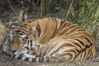 A sleeping tiger lies curled up with its eyes closed, Münster, Germany, Europe