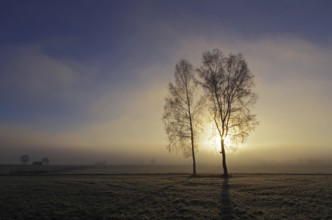 Birches in the morning mist