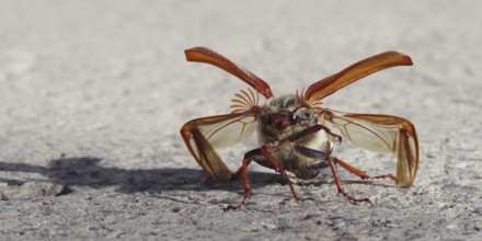 Cockchafer in front of take-off with folded up coverts and unfolded wings