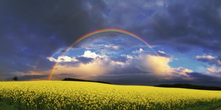 Panorama, rainbow over a rape field