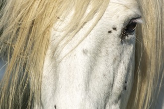 Camargue horse portrait in a pasture in the Camargue national park. Provence-Alpes-Cote d'Azur,