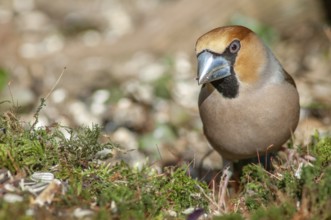 Hawfinch (Coccothraustes coccothraustes) perched on a branch in the forest