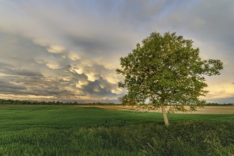 Mammatus clouds over a cereal field in the French countryside