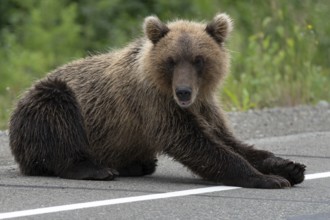 Hungry wild Kamchatka brown bear lies on asphalt road and arrogant looking at camera. Eurasia,