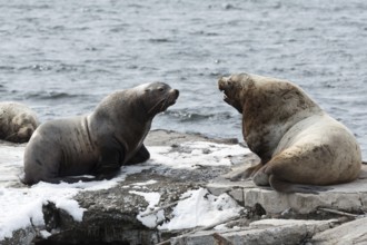 Nature of Kamchatka: rookery Steller Sea Lion or Northern Sea Lion (Eumetopias Jubatus) . Russia,