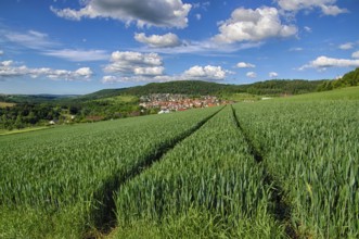 Landscape with fresh greenery
