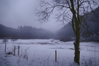 Winter landscape in the fog
