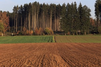 Agricultural landscape at sunset, Alpine foothills, Bavaria
