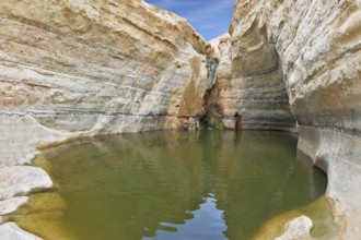 Canyon Ein Avdat in Israel. Sandstone canyon walls form round bowl. Thin jet waterfall form cold