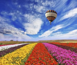 Elegant multi-color rural fields with flowers. Over field the huge air balloon flies