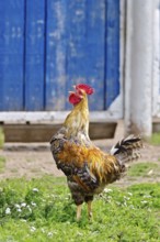 Rooster with brown and black plumage on the green grass