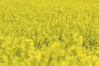 Rapeseed Flowers in rapeseed field. Blooming canola flowers