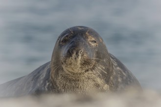 Grey seal (Halichoerus grypus), portrait, Heligoland Island, Germany, Europe