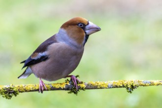 Hawfinch (Coccothraustes coccothraustes) sitting on a rotten branch, protected forest, Black