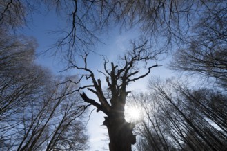 Primeval forest Urwald Sababurg, Hofgeismar, Weser Uplands, Weserbergland, Hesse, Germany, Europe