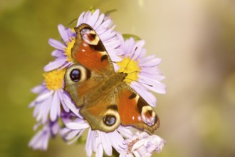 An image of a nice butterfly Aglais io