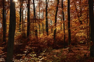 Sunlight peeks through an enchanting autumn forest with dark, tall trees, fall, trees, forest,