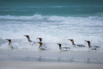King penguins (Aptenodytes patagonicus) coming out of the sea, Volunteer Point, Falkland Islands,