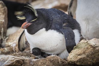 Rockhopper penguin (Eudyptes chrysocome), with chicks in its nest, Pebble Island, Falkland Islands,