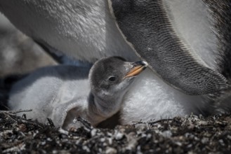 Gentoo penguin (Pygoscelis papua) on a nest with chicks, Pebble Island, Falkland Islands, Great