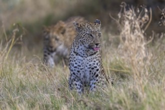 Leopard (Panthera pardus), Moremi Game Reserve, Okavango Delta, Maun, Botswana, Africa