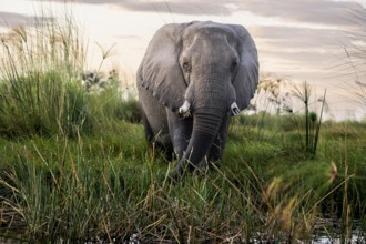 Elephant (Loxodonta africana) in the reeds, Moremi Game Reserve, Okavango Delta, Maun, Botswana,