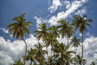 Palms