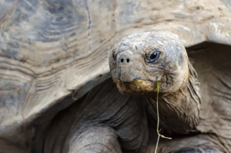 Giant tortoise