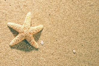 Sunrise on the beach. Starfish