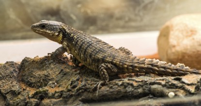 Lizard between leaves and stones