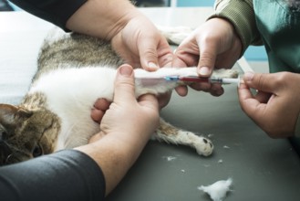 Veterinary Blood test. Cat in vetrinary