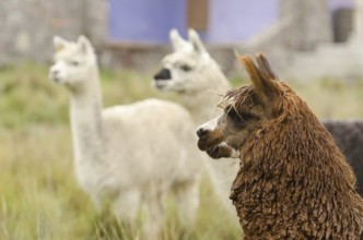 Alpacas