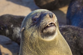 Charming marine mammals. Large animals - eared seals bask in the sun. Africa. Namibia. Cape Cross