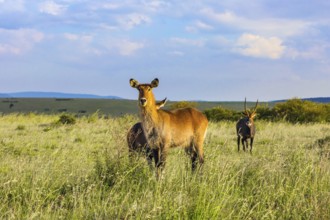Kenya. The most beautiful inhabitant of the African savannah is a waterbuck - large strong antelope