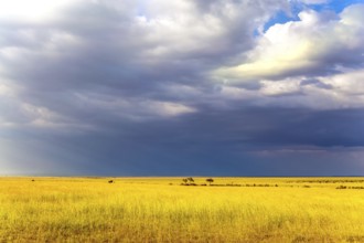 Journey to Africa. Storm clouds over the savannah. The famous Masai Mara Reserve in Kenya. The